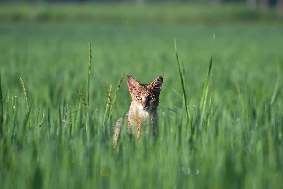 Jungle Cat