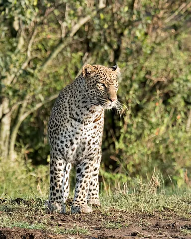 Red leopard image provides more evidence