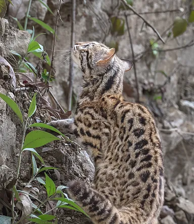 wild leopard cat