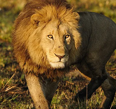 African lion, facts and photos