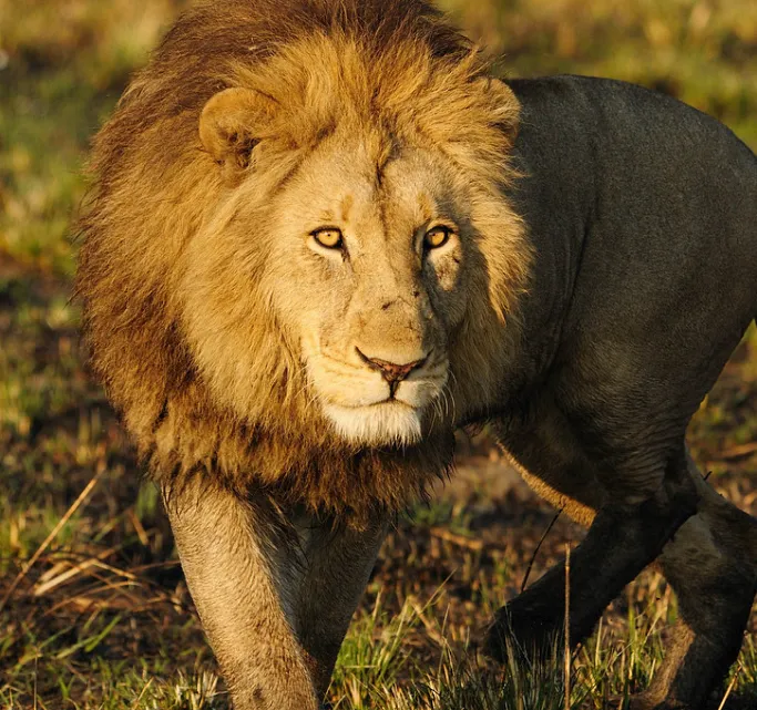Lion