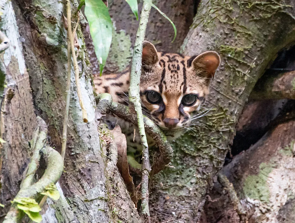 Margay