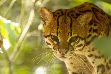 ocelot full grown