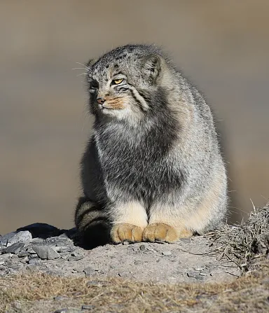 Pallas Cat  Manul cat, Pallas's cat, Wild cat species