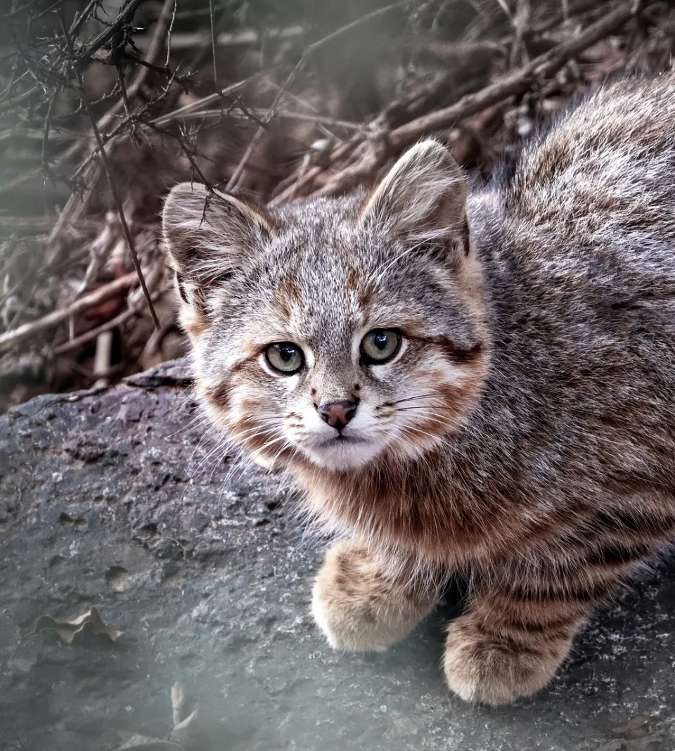 Pampas Cat