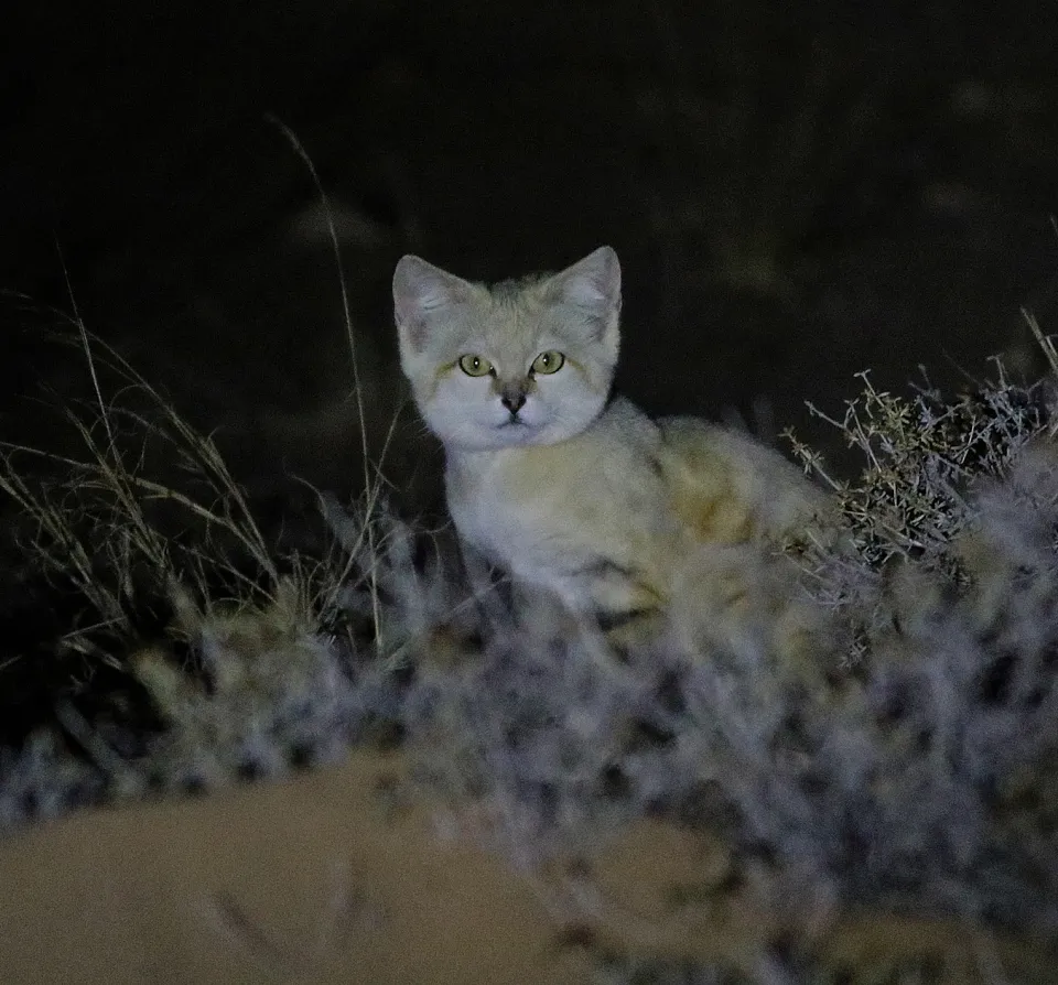 Sand Cat