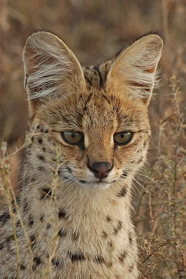 african serval cat attacks