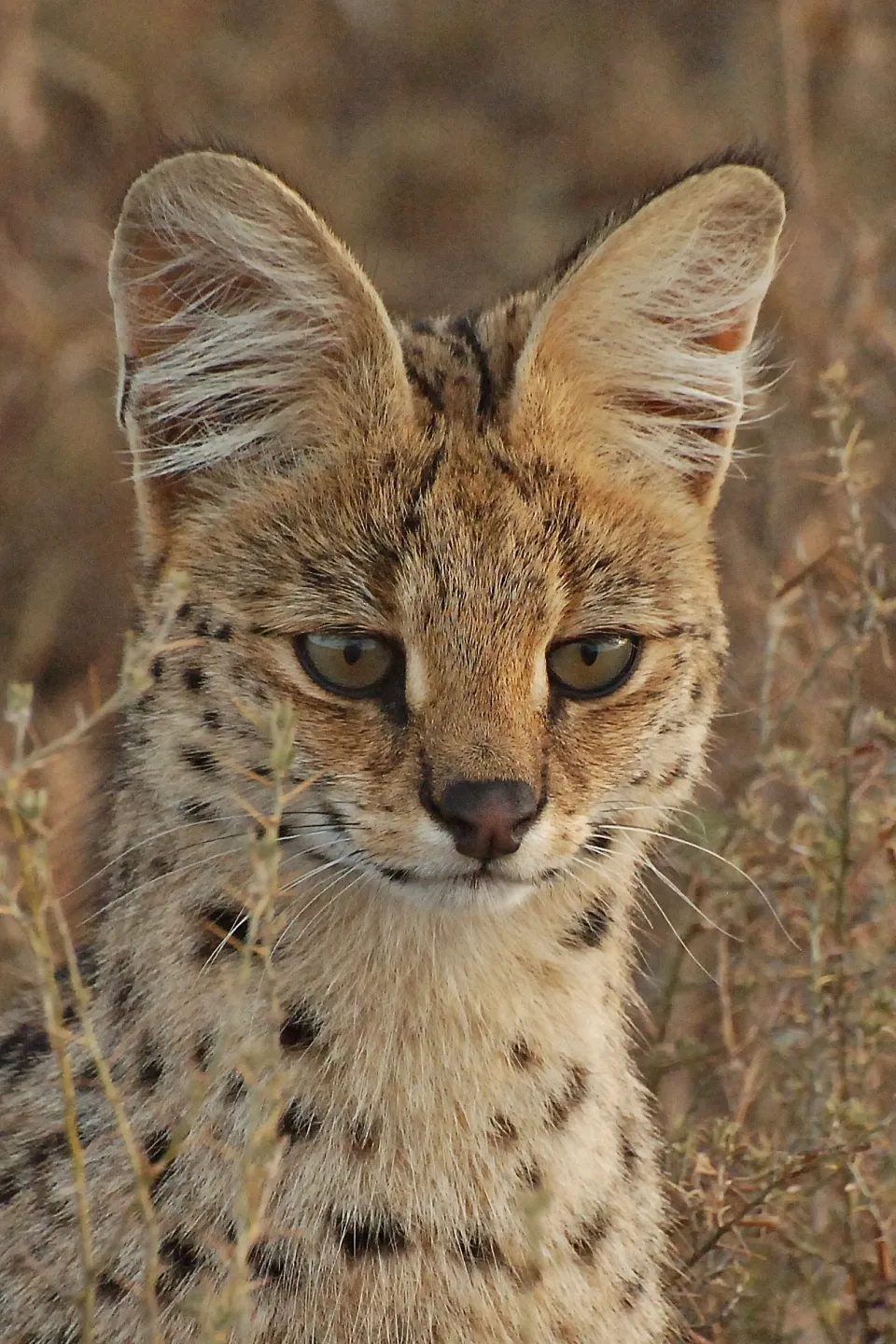 Serval