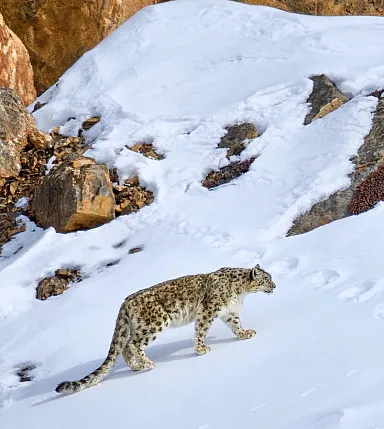 snow leopard chasing mountain goat