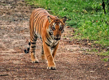 Tiger/Brown Bear Comparison as a Species