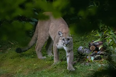 Puma with white fur and long legs