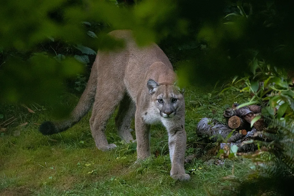 Mountain Lion
