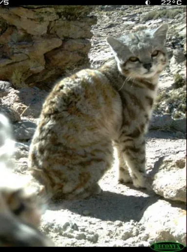 andean mountain cat