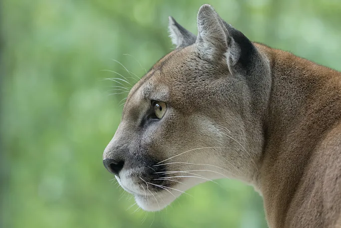 Cougar / Mountain Lion watching prey