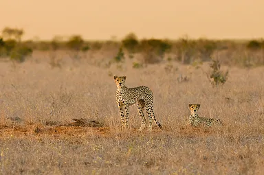 Counting on Cheetahs: The Tsavo Cheetah Project