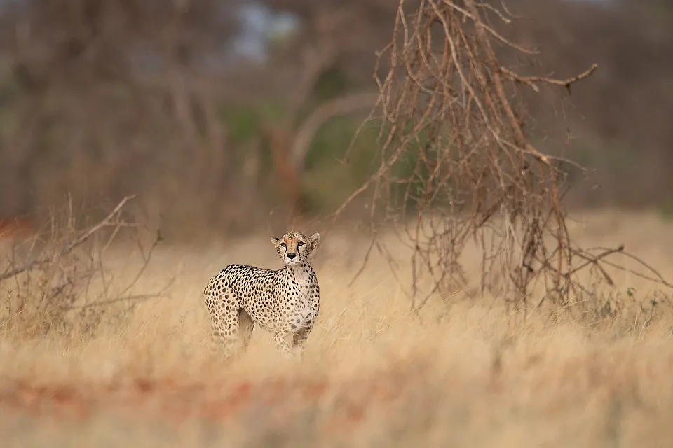 Cheetah