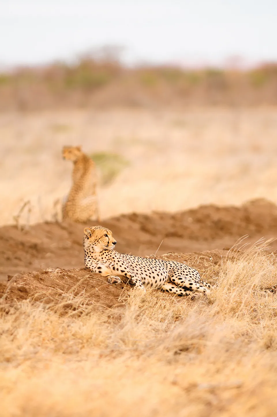 Tsavo Cheetah Project