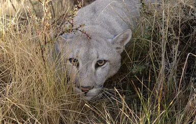 Patagonia Puma Project | Felidae Fund