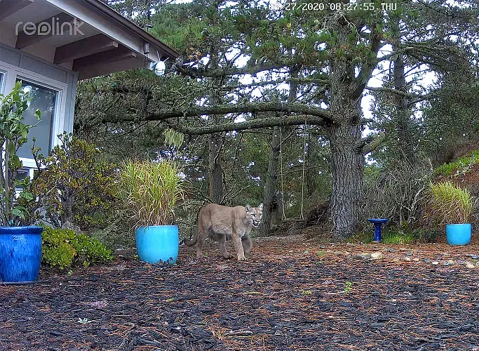 Living Alongside Wild Cats