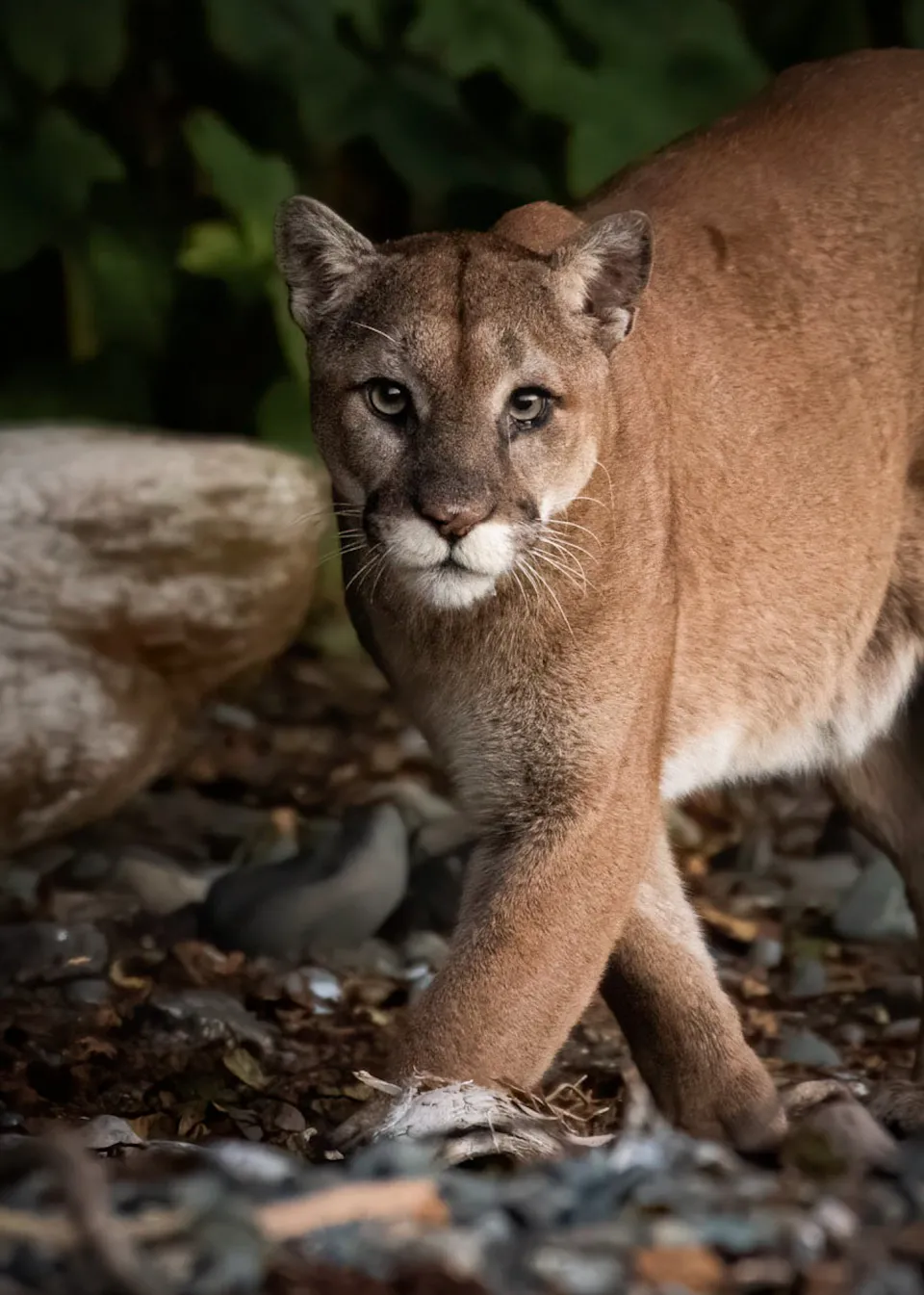 Bay Area Puma Project