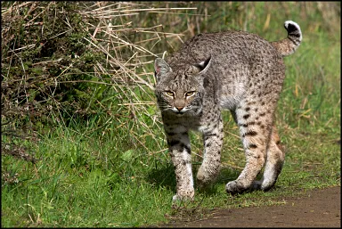 Bobcat – International Society for Endangered Cats (ISEC) Canada