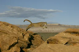 cougar jump