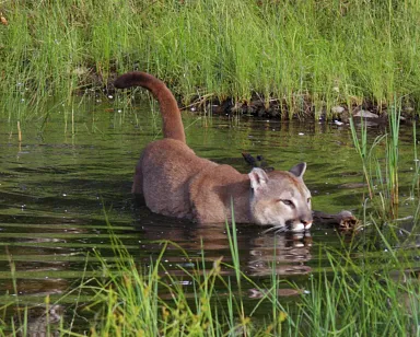 A photo of a mountain lion in California (not the one seen at Lake Mission Viejo.) 