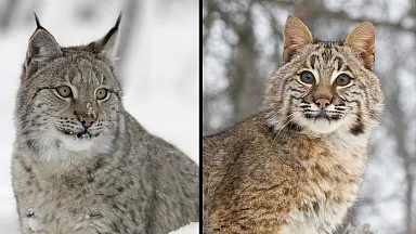 Bobcat or lynx? Here's how you can tell