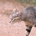 African-Asian Wildcat