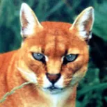 African Golden Cat