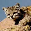 Andean Mountain Cat