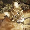 Asiatic Golden Cat
