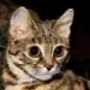 Black-footed Cat