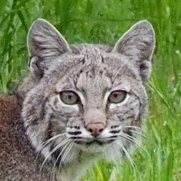 Bobcat