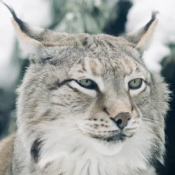 Canadian Lynx
