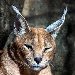 Caracal