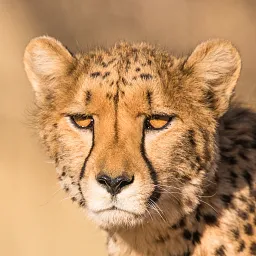 Cheetah