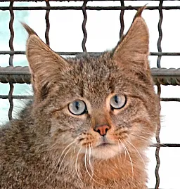 Chinese Desert Cat