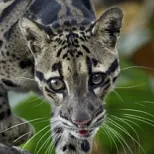 Clouded Leopard