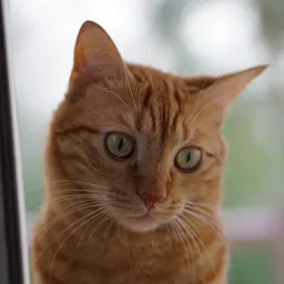 Domestic Cat