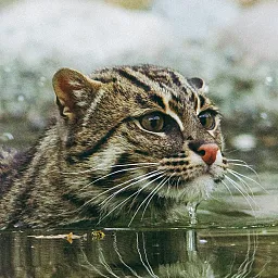 Fishing Cat