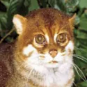 Flat-headed Cat