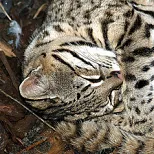 Geoffroy’s Cat