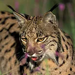 Iberian Lynx