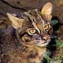 Iriomote Cat