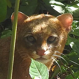 Jaguarundi