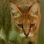 Jungle Cat