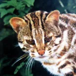 Leopard Cat