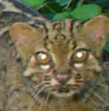Marbled Cat