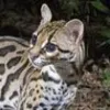 Margay